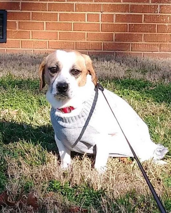 Safe Beagle in Charlotte, NC