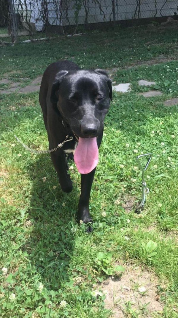 Lost Labrador Retriever in Cincinnati, OH