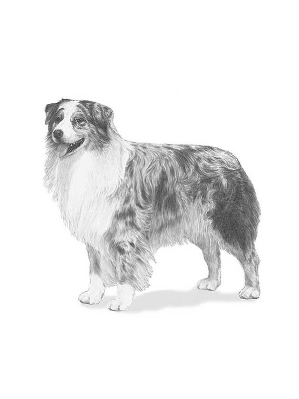 Safe Australian Shepherd in Springfield, MO