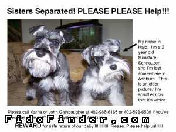 Safe Miniature Schnauzer in Barboursville, VA