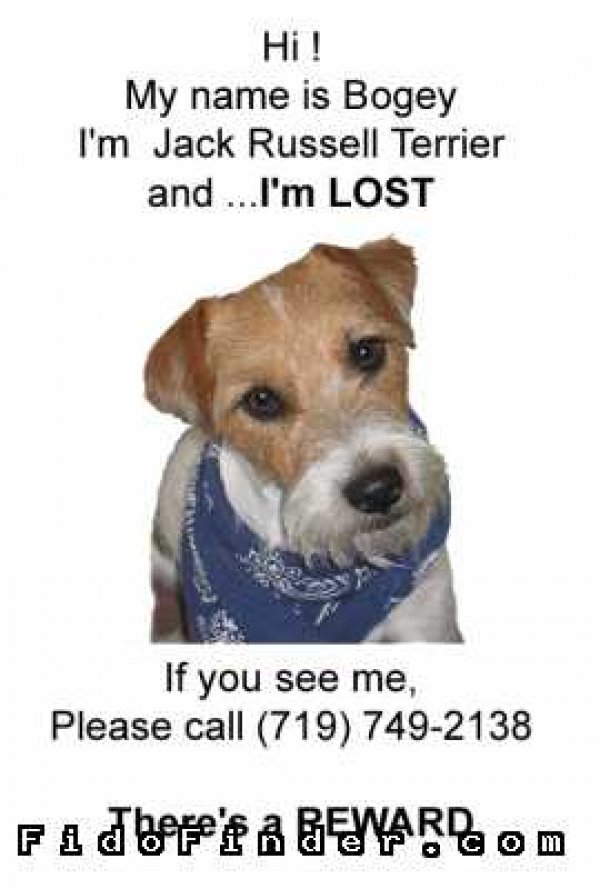 Safe Jack Russell Terrier in Colorado Springs, CO