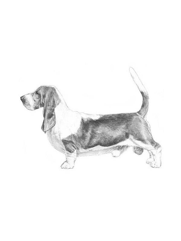 Safe Basset Hound in Phoenix, AZ