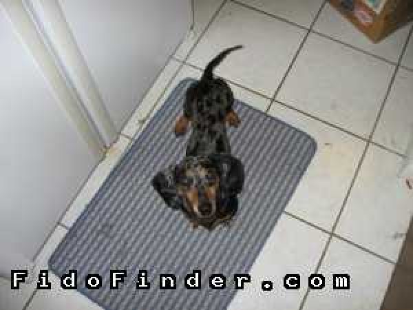 Safe Dachshund in Crosby, TX