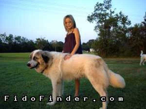 Safe Great Pyrenees in Jeanerette, LA