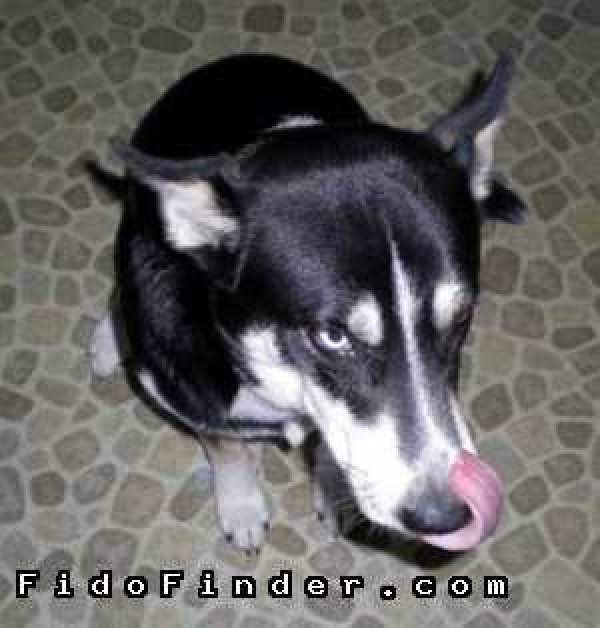 Safe Mutt in Phoenix, AZ