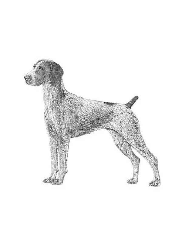 Safe German Shorthaired Pointer in Kansas City, MO