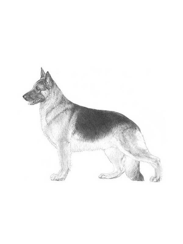 Safe German Shepherd Dog in Charlotte, NC