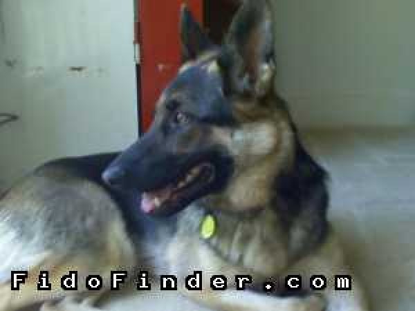 Safe German Shepherd Dog in Columbia, SC