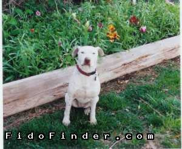 Safe American Staffordshire Terrier in Mesa, AZ