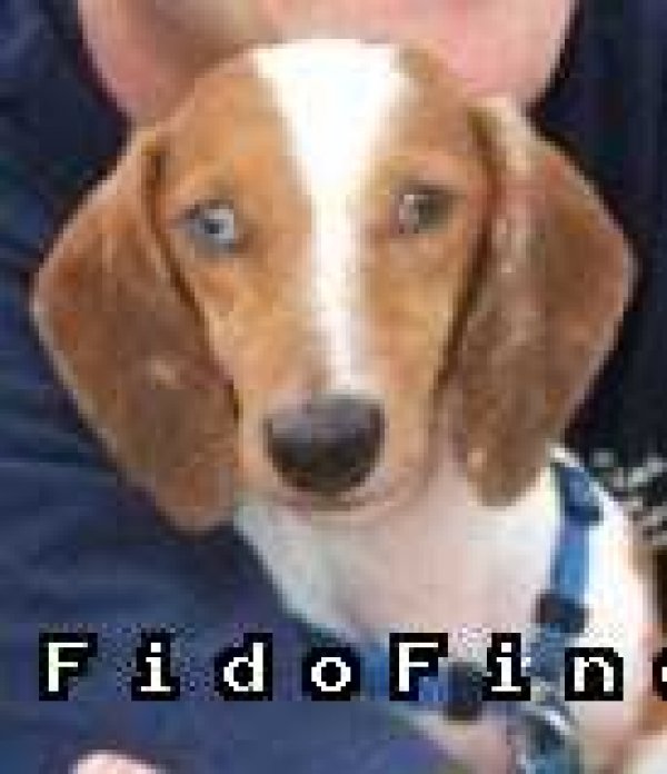 Safe Dachshund in Georgetown, TX