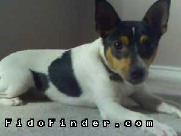 Safe Rat Terrier in Arlington, TX