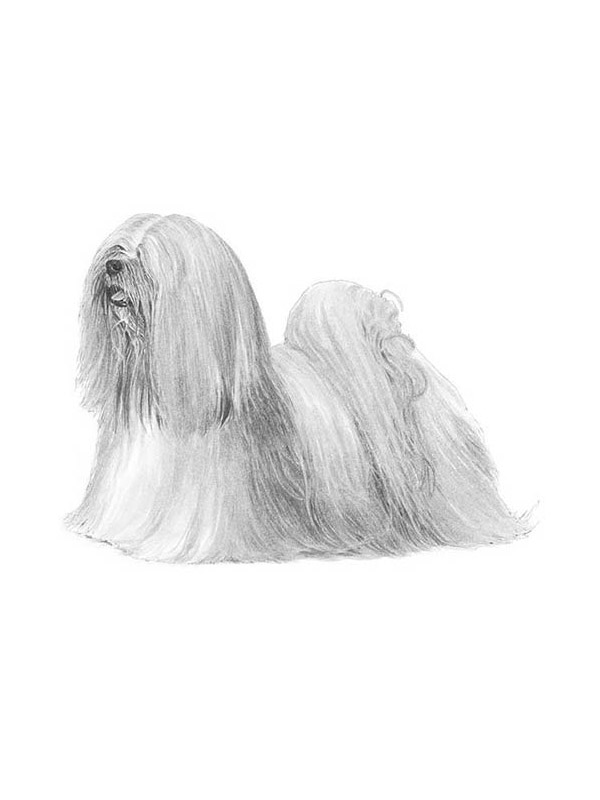 Safe Lhasa Apso in Davidson, NC