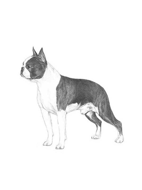 Safe Boston Terrier in Savannah, GA