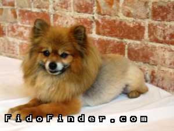 Safe Pomeranian in Newport Coast, CA