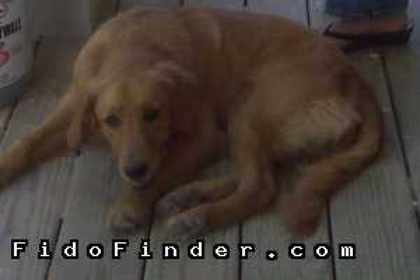 Safe Golden Retriever in Houston, TX