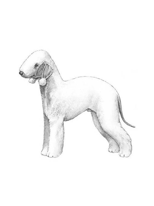 Safe Bedlington Terrier in Paterson, NJ