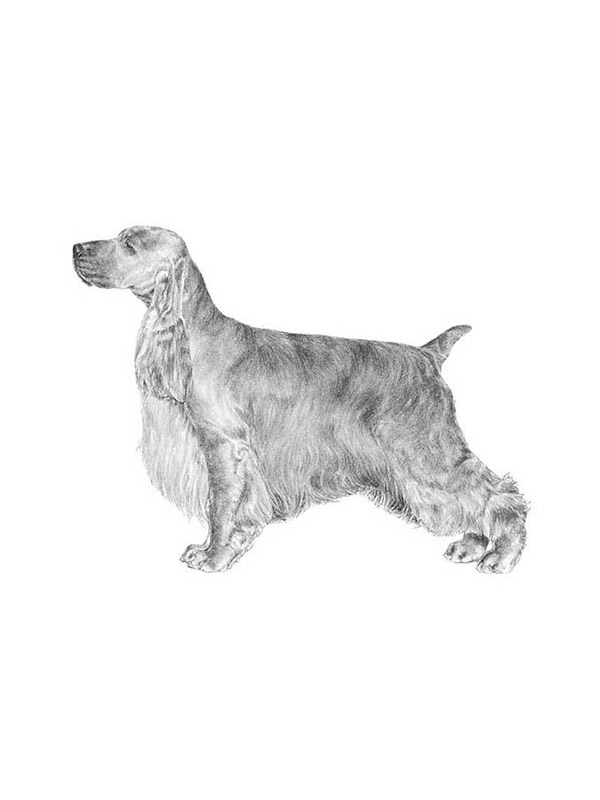 Safe English Cocker Spaniel in Nashville, TN