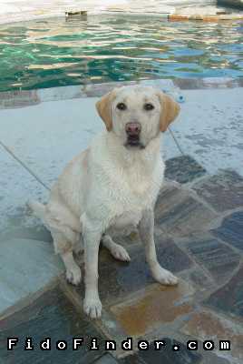 Safe Labrador Retriever in Oceanside, CA