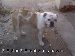Safe English Bulldog in Pasadena, TX