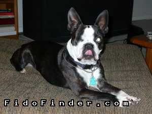 Safe Boston Terrier in Tomball, TX US