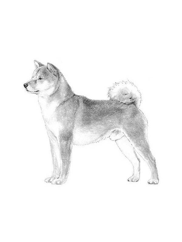 Safe Shiba Inu in Akron, OH