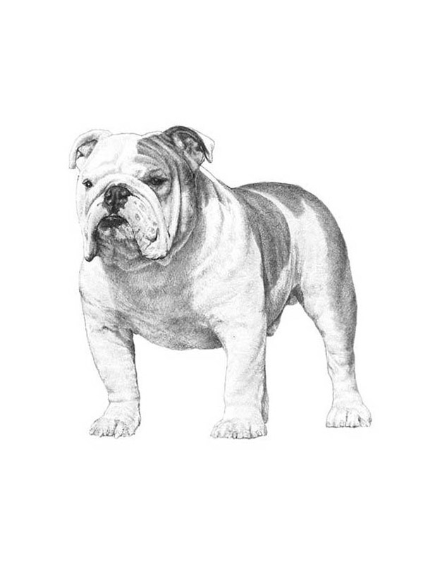 Safe English Bulldog in Bakersfield, CA