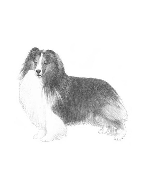 Safe Shetland Sheepdog in Tampa, FL