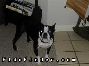 Safe Boston Terrier in Houston, TX