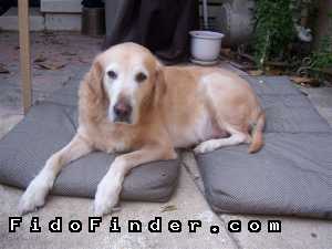 Safe Golden Retriever in Dallas, TX