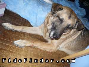 Safe German Shepherd Dog in North Hollywood, CA