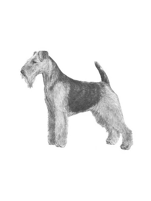 Safe Welsh Terrier in Saint Louis, MO