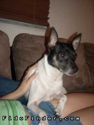 Safe Rat Terrier in Homestead, FL