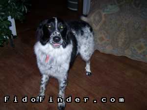 Safe Australian Shepherd in Oklahoma City, OK