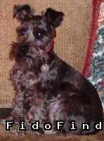 Safe Miniature Schnauzer in Tulsa, OK