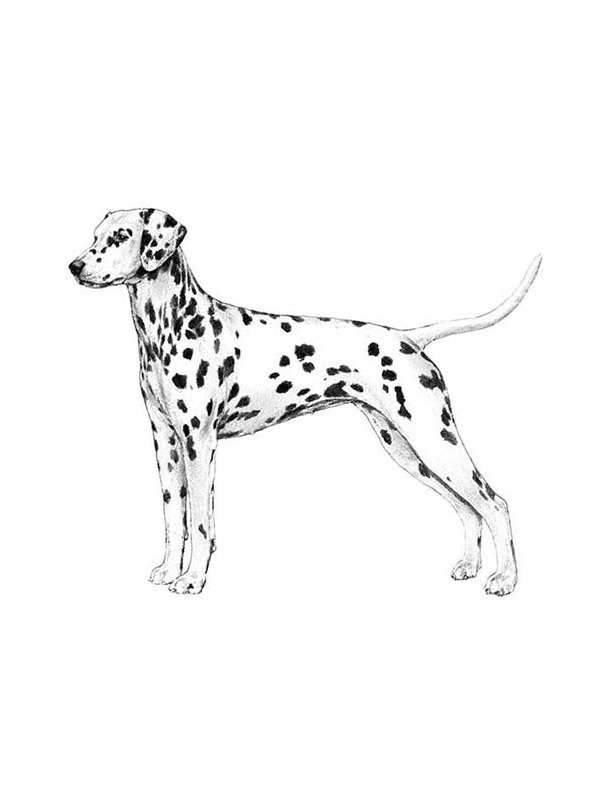 Safe Dalmatian in Tomball, TX US