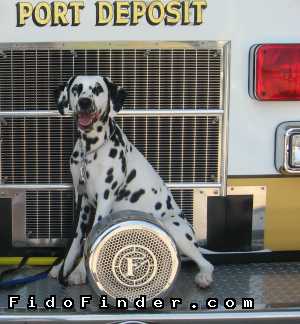 Safe Dalmatian in Clifton, VA