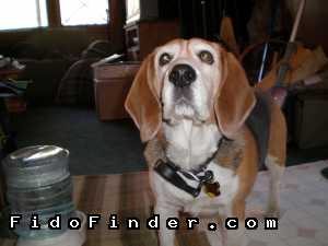 Safe Beagle in Monrovia, CA