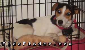 Safe Jack Russell Terrier in Poth, TX