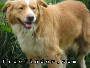 Safe Border Collie in Alexandria, VA