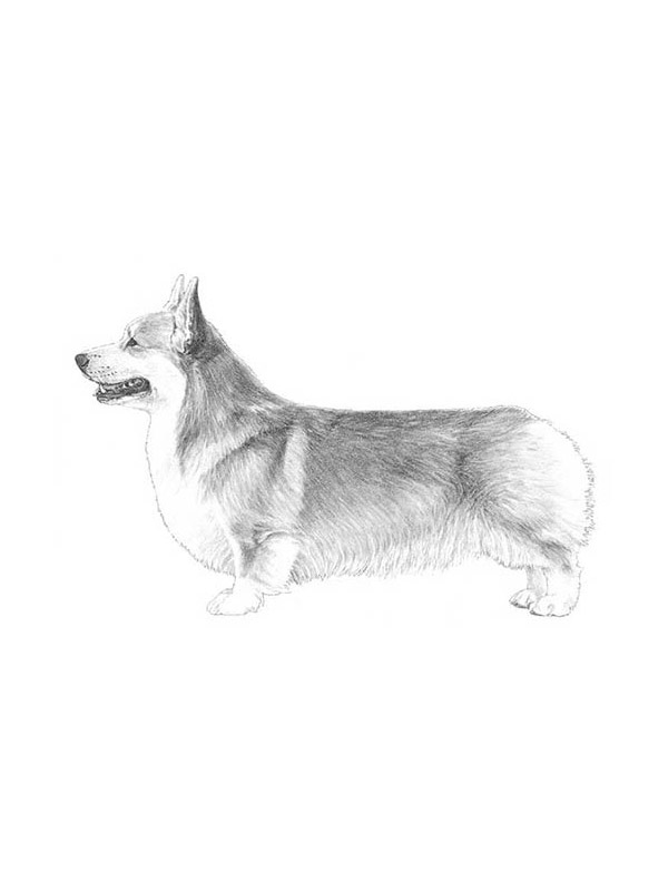 Safe Pembroke Welsh Corgi in Minneapolis, MN