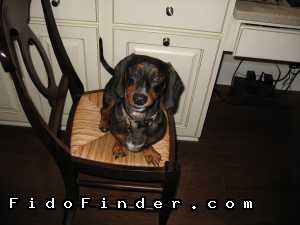 Safe Dachshund in Ponte Vedra Beach, FL