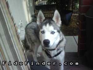 Safe Siberian Husky in Tolleson, AZ