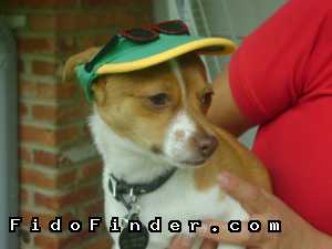 Safe Chihuahua in Gaithersburg, MD