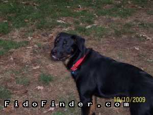 Safe Rottweiler in Richmond, VA