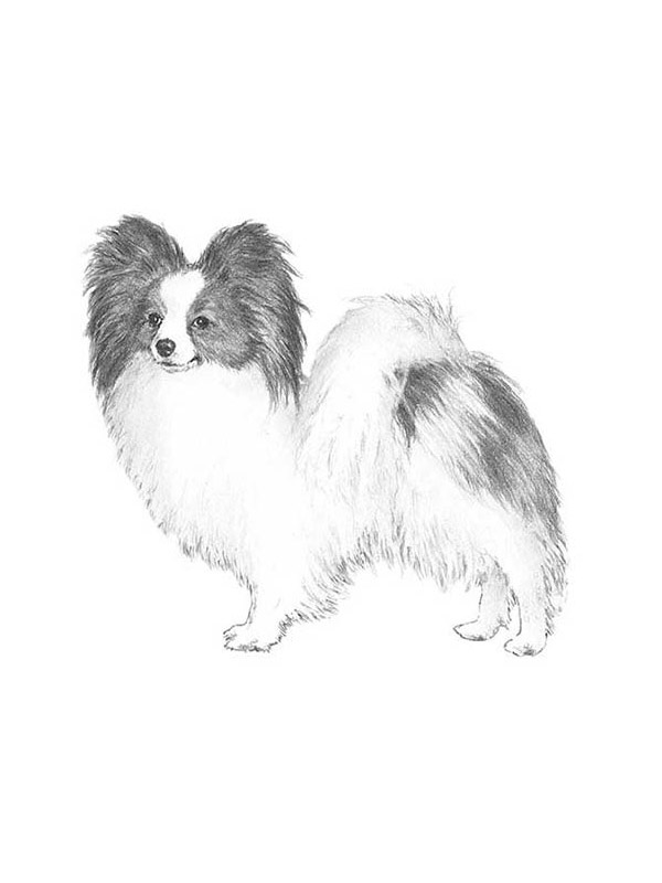 Safe Papillon in Fort Worth, TX