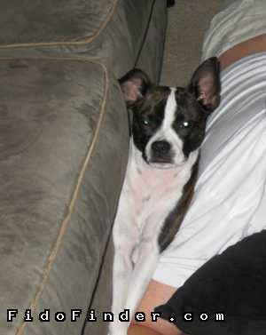 Safe Boston Terrier in Miami, FL