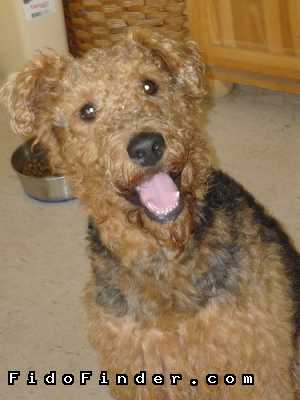 Safe Airedale Terrier in Fort Benning, GA