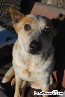 Safe Australian Cattle Dog in Garden City, ID