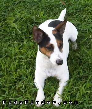 Safe Jack Russell Terrier in Langhorne, PA