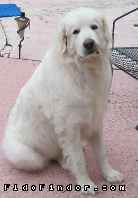 Safe Great Pyrenees in Houston, TX